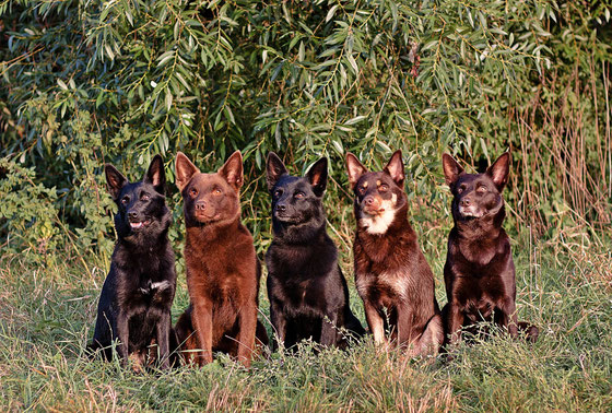 Startseite Australian Kelpie Zuchter Kelpie Vom Vluyner Kennel