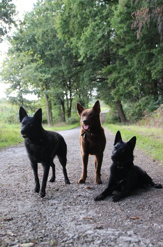 Ayra, Arrow und Camie