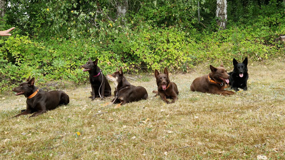 von links, Zorro, Wednesday, Ruby, Red Koko, Arrow und Camie