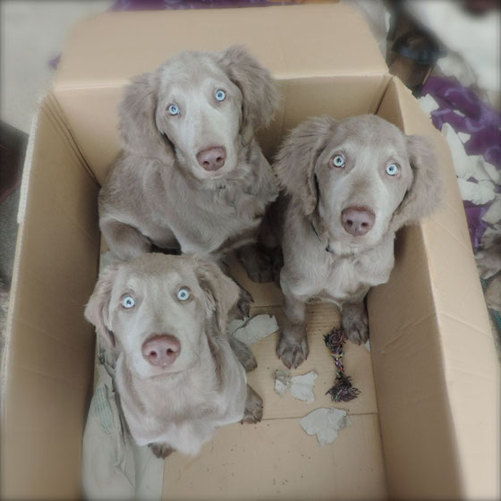 Weimaraner Welpe