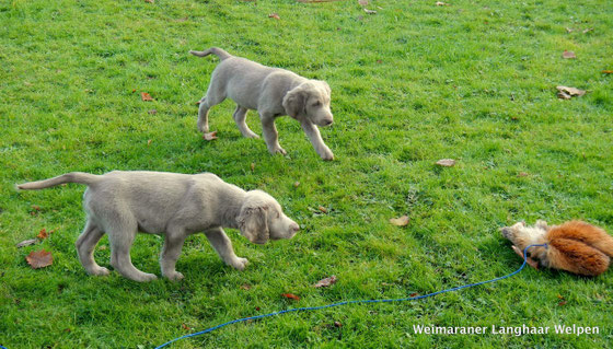 Weimaraner Langhaar Welpen