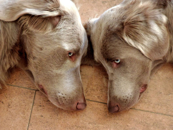 Alf und Afra