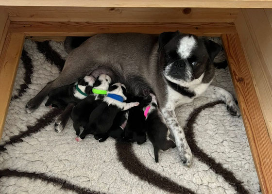 Altdeutschemopszucht, Futterberatung,Tierenergetik, Mopswelpen, Mops mit Nase, Naturfutter, Therapiehund