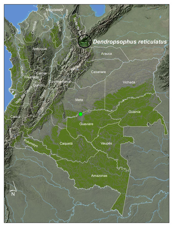 Dendropsophus reticulatus, registros en Colombia