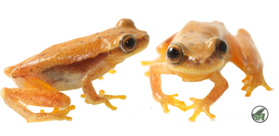 Dendropsophus mathiassoni