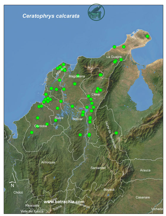 Ceratophrys calcarata; Lista y Mapas Anfibios de Colombia