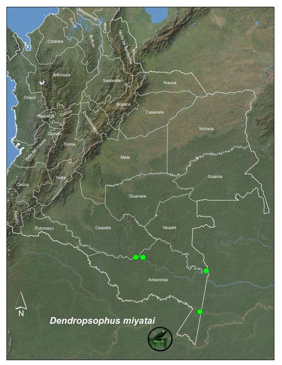 Dendropsophus miyatai; registros en Colombia