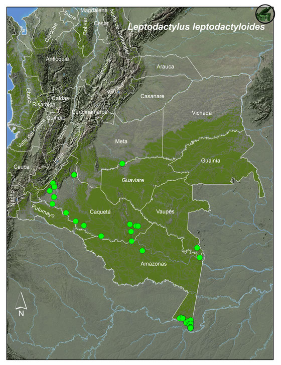 Leptodactylus leptodactyloides;Lista y Mapas Anfibios de Colombia