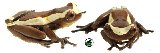 Dendropsophus manonegra; foto: Andrés Rymel  Acosta Galvis