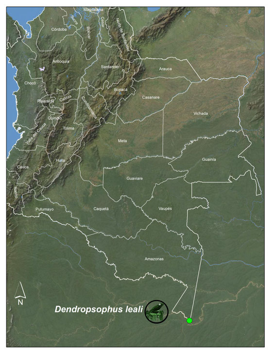 Dendropsophus leali, registros en Colombia