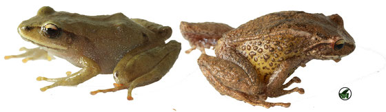 www.batrachia.com