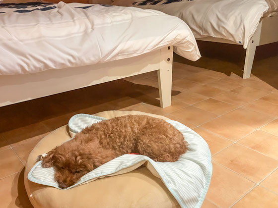 愛犬