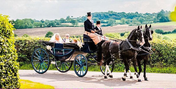 Our beautiful black Gelderlanders and original blue Landau carriage      (Photo courtesy La Boda Photography)