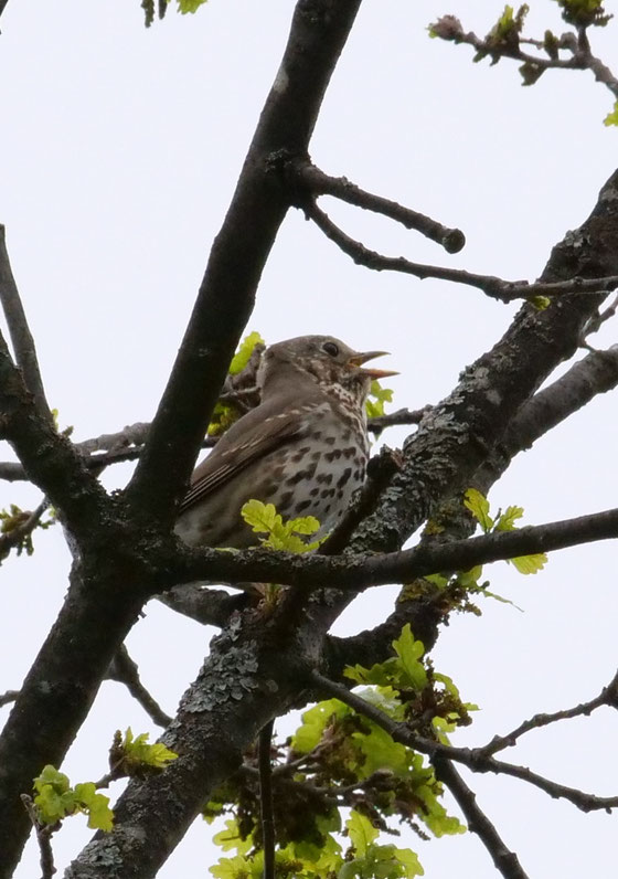 Freibrüter. Nest ab ca. 2 Meter Höhe, oft Fichten.