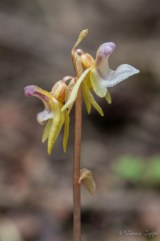 Epipogium aphyllum, detto anche l'Orchidea fantasma.
