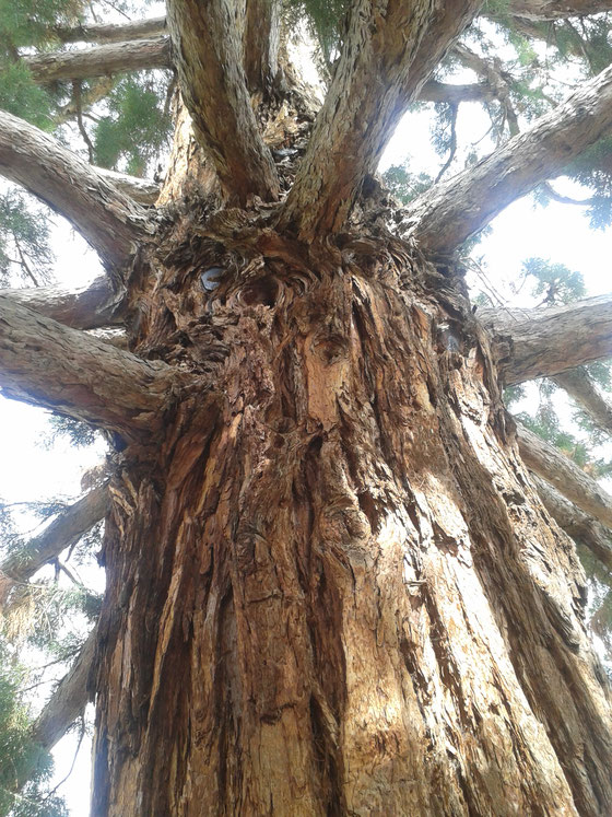 Árbol