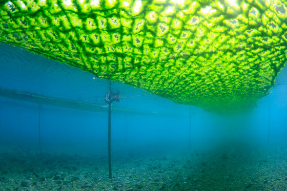 天草のアオサ養殖 水中風景写真