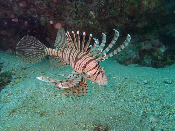 ミノカサゴ 天草のお魚図鑑 熊本ダイビングサービスよかよか