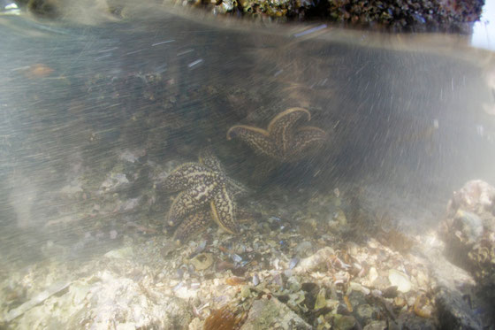 天草のヒトデ 水中の様子の写真