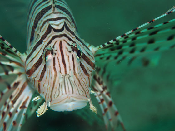 ミノカサゴ 天草のお魚図鑑 熊本ダイビングサービスよかよか ミノカサゴ 天草のお魚図鑑 熊本ダイビングサービスよかよか