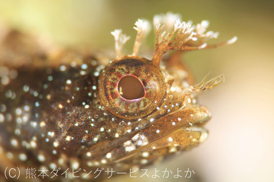 INON UCL-67 実写テストレビュー - 天草よかよかダイビング 九州牛深 INON UCL-67 実写テストレビュー - 天草よかよかダイビング 九州牛深