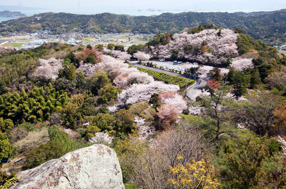 春の桜満開の千厳山写真