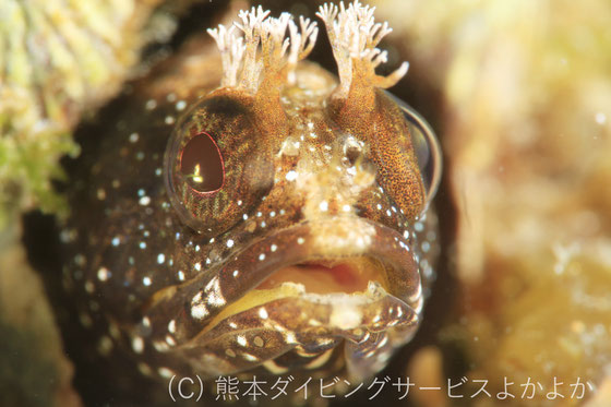 INON UCL-67 実写テストレビュー - 天草よかよかダイビング 九州牛深 INON UCL-67 実写テストレビュー - 天草よかよかダイビング 九州牛深