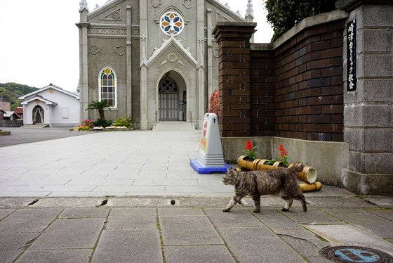 カトリック教会と猫