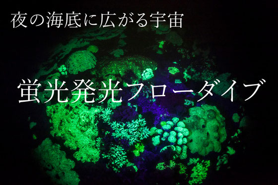 天草蛍光発光フローダイビング
