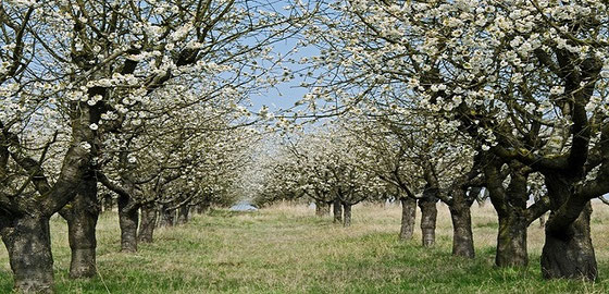 Kirschen aus Fougerolles