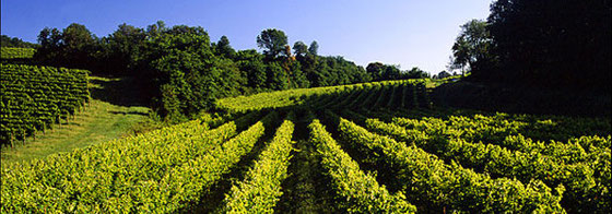 Weingut Venegazzu
