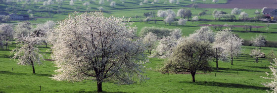 Fougerolles Kirsch-Bäume