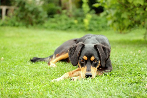 Hundeshooting - süß - momente-sammeln.de