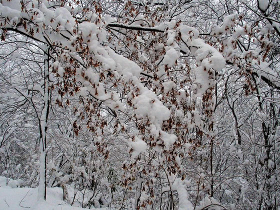 雪を冠した名残の紅葉、これも一興です。