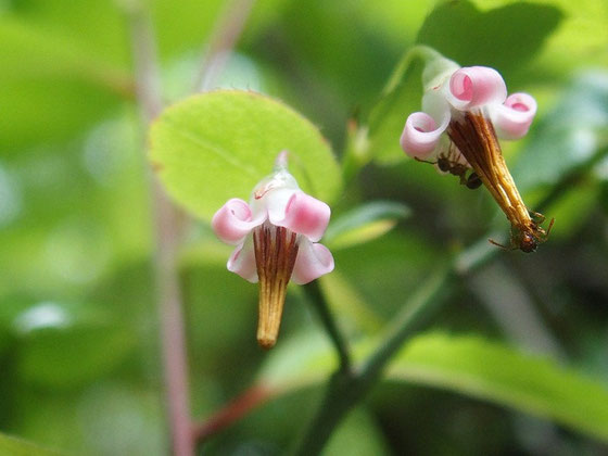 アクシバ　　花のつくりが独特なうえに色合いが微妙です。　　　　　　　　　　　　　　　　　　　　　　秋の透き通るような赤い実も魅力いっぱいで待ちどうしい。