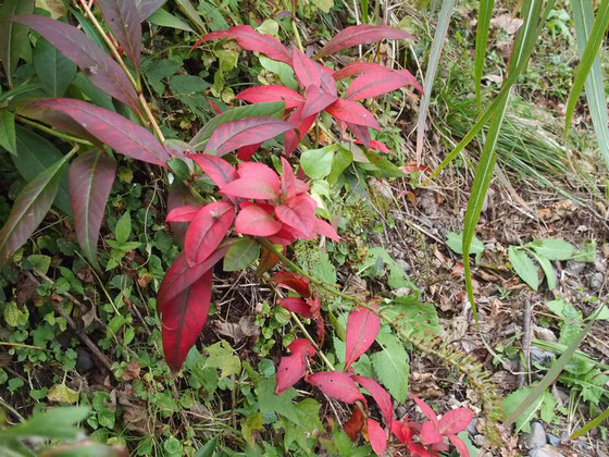 見事な草花の紅葉です。　　　　　　　　　　　　　　　　　　　　　　　　　　　　　　　　　　　　　紅葉の先に残る花穂からオカトラノオと推察。確認すると正解でした。