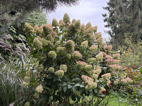   Hydrangea paniculata ‘Magic Candle’