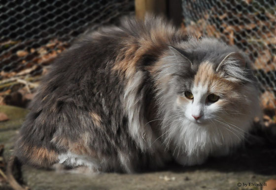 Rabiya av Jostedalsbreen, Norwegische Waldkatzen Zucht München, Kitten, Norwegische Waldkatzen München Starnberg Bayern, Kitten, Verkauf, Hobbyzucht, Norwegische Waldkatzenzucht, Zucht München, Katzen