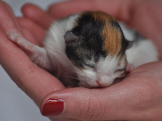 Norwegische Waldkatzenzucht Bayern, München, Kitten Verkauf, Gangpferde, Norwegische Waldkatze Katzenbabys & Kitten