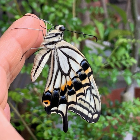 蝶々と虫さん日記 Eternal Ray Moko S Healing