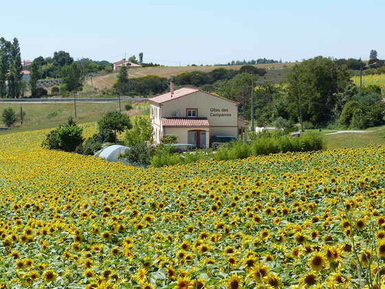 Maison des Gites des Camparros au milieu d'un champs de Tournesols