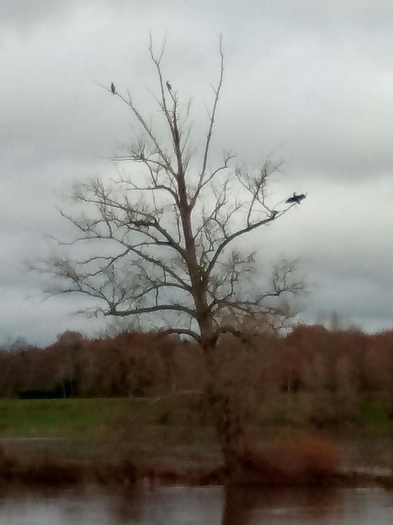 Quelques cormorans sèchent leurs ailes au milieu de la Loire