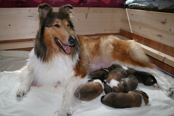 Suchbild: Wo hat sich Meggy's achtes Baby versteckt? ;-)
