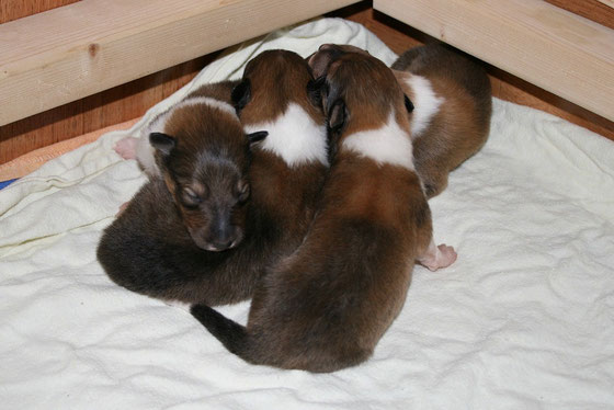 Die "normalen" Darksable :-) v.li.: Bennett, Bryson, Braydon, Balou