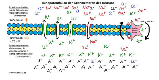 Ruhepotential Einfach Erklärt Ruhepotential Einfach Erklärt