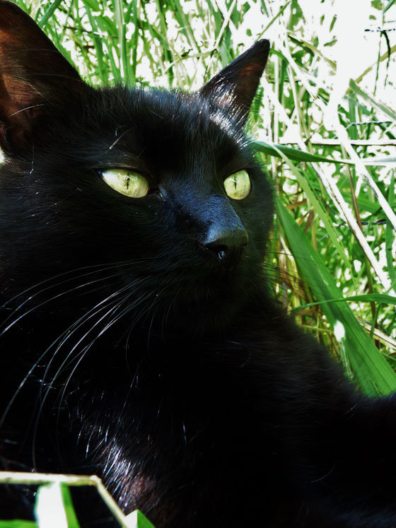 Arthur / black cat / chat noir / photos de crystal jones
