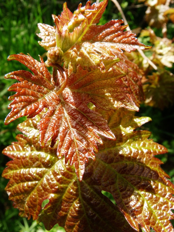 Leaf of vine / Feuille de vigne