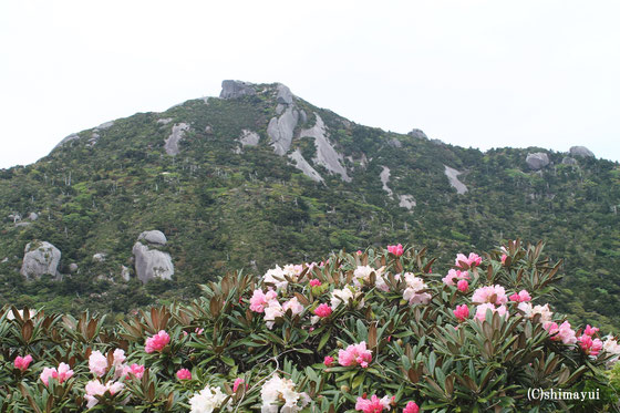 屋久島しゃくなげ,黒味岳,登山,ツアー