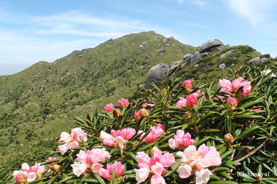 屋久島しゃくなげ,宮之浦岳,登山,ツアー