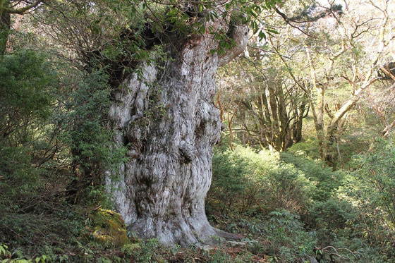 屋久島,縄文杉,もののけの森,学生旅行,卒業旅行,春休み,ツアーガイド,白谷雲水峡